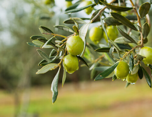 DOP Umbria dei Colli Assisi-Spoleto, l’olio dal carattere intenso e deciso