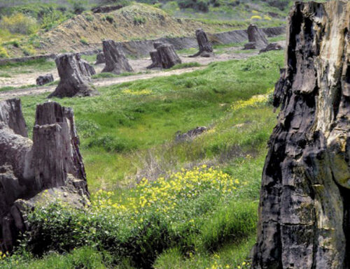 La Foresta Fossile di Dunarobba, dove il tempo si è fermato