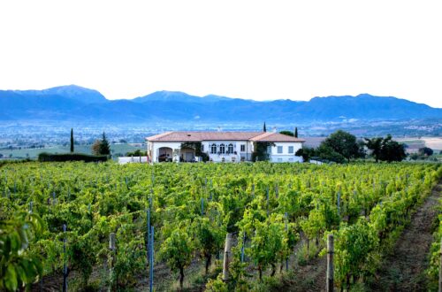 Wine wedding in autunno in Umbria: matrimonio diVino in vigna o in cantina   