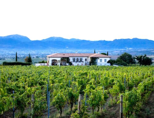 Wine wedding in autunno in Umbria: matrimonio diVino in vigna o in cantina   