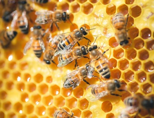 Giornata mondiale delle api, Acquasparta protagonista: il programma