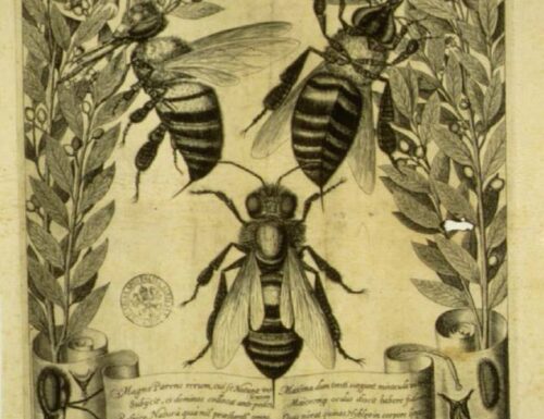Acquasparta e il miele: tutto inizia nel '600 con Apiarium, primo Trattato sulle api scritto da Federico Cesi