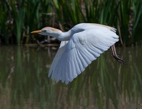 L'Oasi di Alviano, luogo fantastico per immergersi nella natura: un Paradiso dei birdwatchers