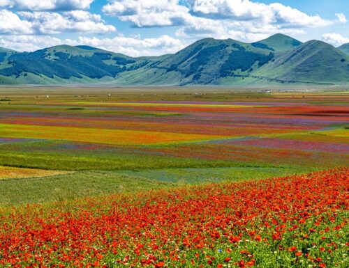 La Fioritura a Castelluccio di Norcia: lo spettacolo mozzafiato dei campi di lenticchie colorati