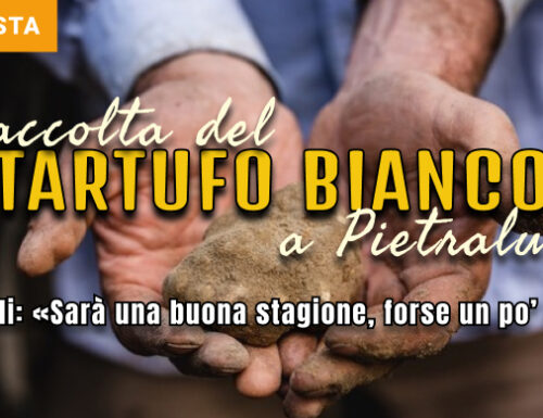 Tartufo bianco al via la raccolta, Martinelli: «Sarà una buona stagione, forse un po' tardiva»